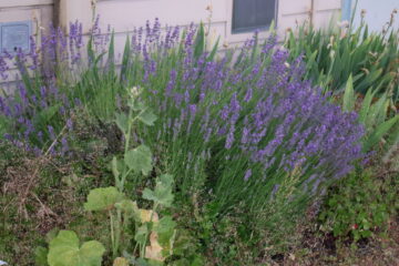 purple flowers against a beige wall