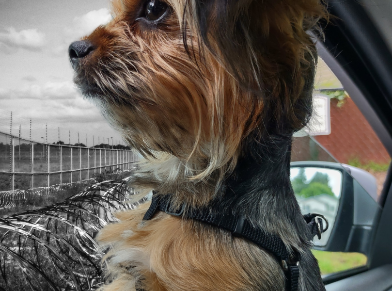 the cutest little dog looking out the car window at prison razor wire